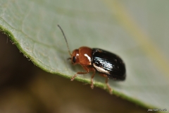 Cryptocephalus rufipes