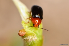 Cryptocephalus rufipes