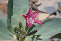 Cycladenia humilis