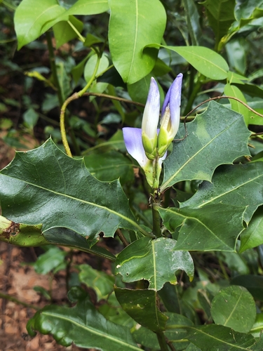 Image of Acanthus ilicifolius by (c) Ashwin A, some rights reserved (CC BY)