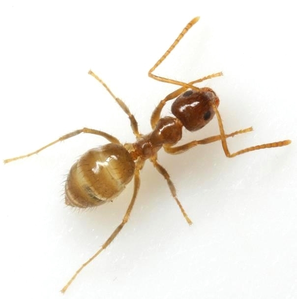 Nylanderia