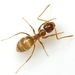 Crazy Ants - Photo (c) Mike Quinn, Austin, TX, some rights reserved (CC BY-NC), uploaded by Mike Quinn, Austin, TX