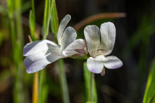 iNaturalist observation photo of Purple Chinese Houses