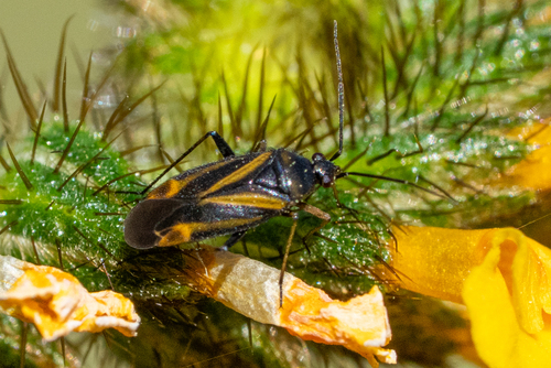 iNaturalist observation photo of Fiddleneck Plant Bug
