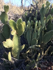 Opuntia microdasys
