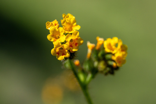iNaturalist observation photo of Fiddlenecks