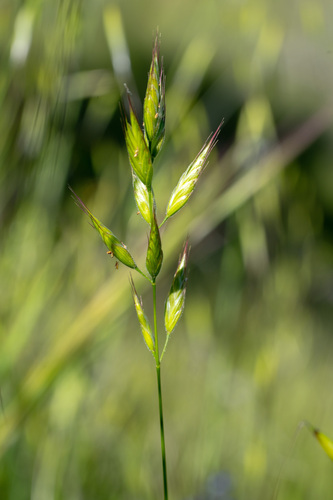 iNaturalist observation photo of common soft brome