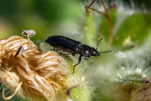iNaturalist observation photo of Dasytinae