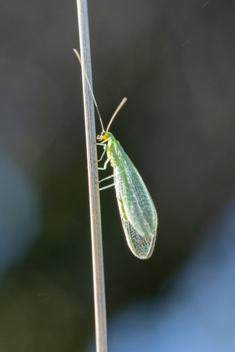 iNaturalist observation photo of Chrysopini