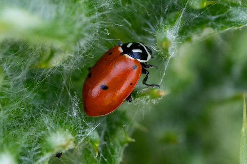 iNaturalist observation photo of Convergent Lady Beetle