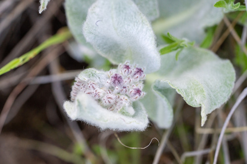 iNaturalist observation photo of California milkweed