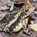 Gulf Coast Toad - Photo (c) Jeromi Hefner, some rights reserved (CC BY)