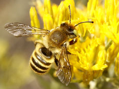 Megachiloides
