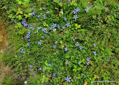 Cyananthus microphyllus