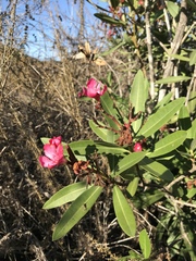 Nerium oleander