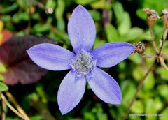 Cyananthus microphyllus