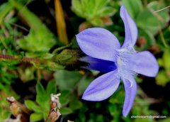 Cyananthus microphyllus