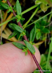 Cyananthus microphyllus