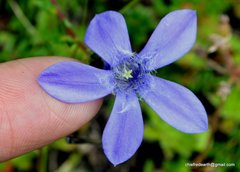 Cyananthus microphyllus