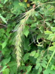 Elymus wiegandii
