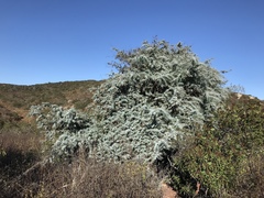 Acacia baileyana