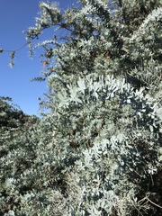 Acacia baileyana