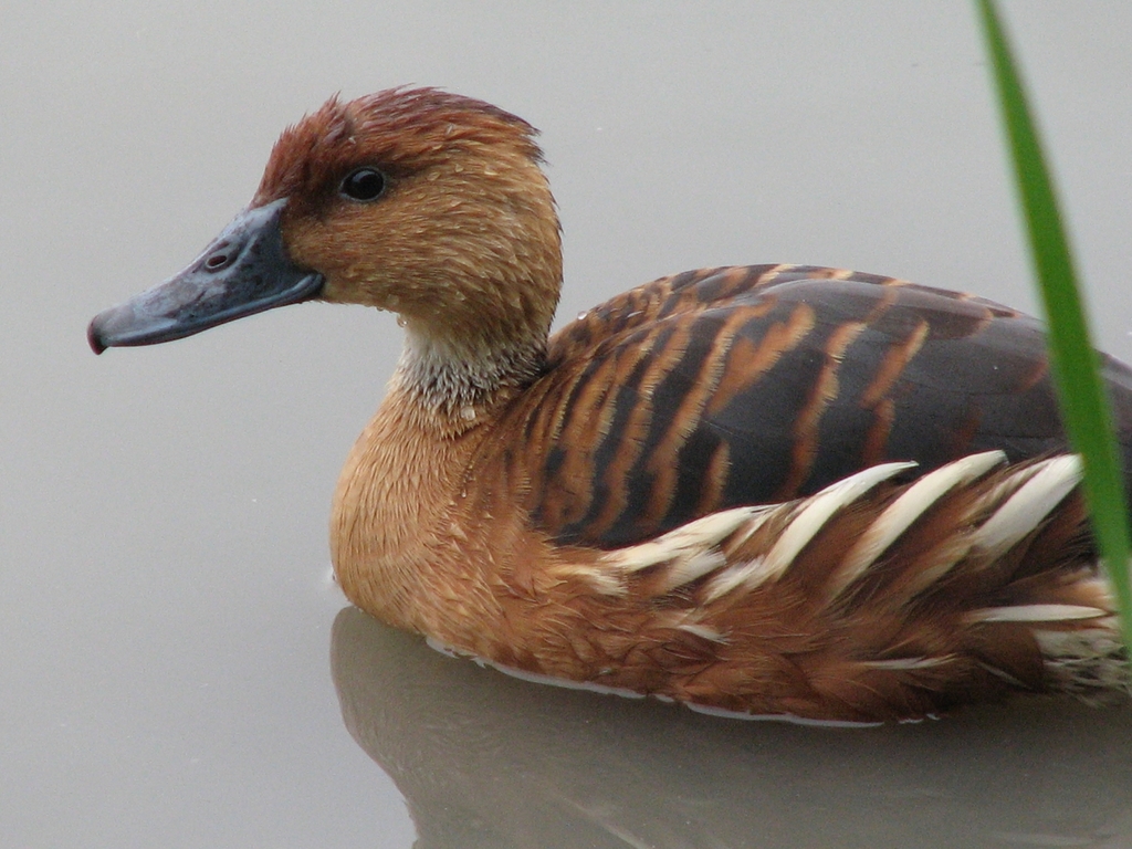 Fulvous Whistling Duck
