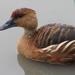 Fulvous Whistling-Duck - Photo (c) johnyochum, some rights reserved (CC BY), uploaded by johnyochum