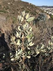 Eriodictyon crassifolium