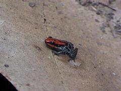 Ranitomeya reticulata