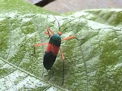 Paryphes