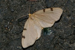 Achrosis paupera