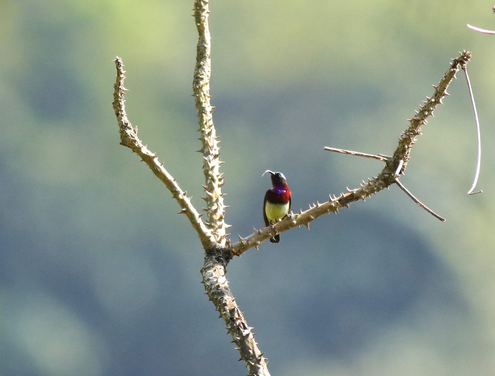 Crimson-backed Sunbird illustration