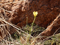 Zephyranthes longifolia