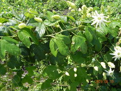 Passiflora setacea