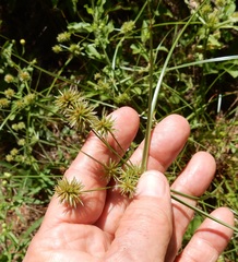 Cyperus retroflexus