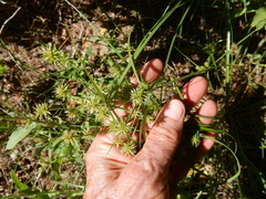 Cyperus retroflexus