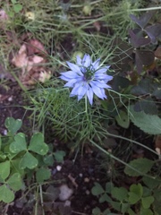 Nigella