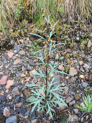 Artemisia tilesii