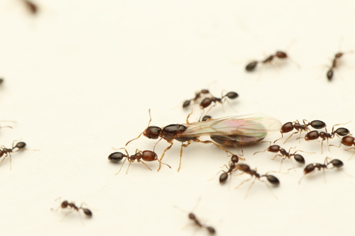 迈氏毛切叶蚁Trichomyrmex mayri