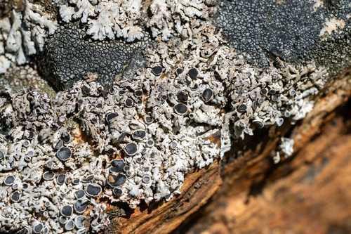 iNaturalist observation photo of rosette lichens, frost lichens, and allies