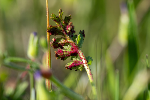 iNaturalist observation photo of stork's-bill chytrid