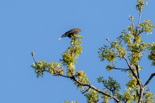 iNaturalist observation photo of New World Blackbirds and Orioles