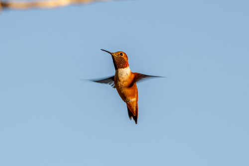 iNaturalist observation photo of Rufous, Allen's, and Allied Hummingbirds