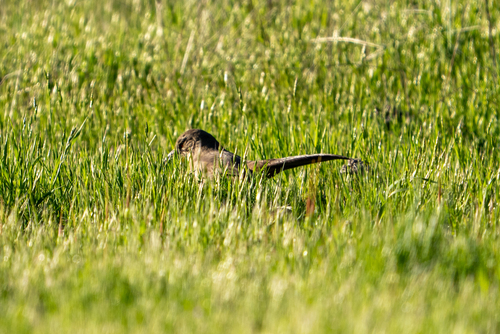 iNaturalist observation photo of California Towhee