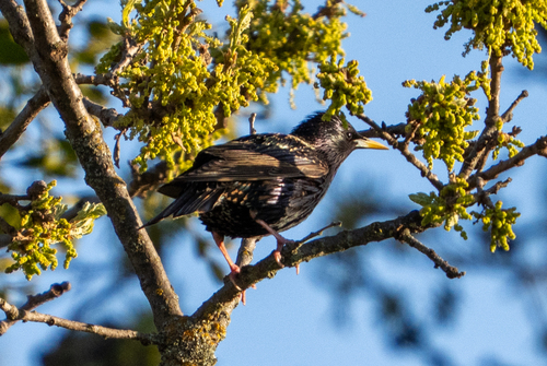 iNaturalist observation photo of European Starling