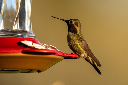 iNaturalist observation photo of Anna's Hummingbird