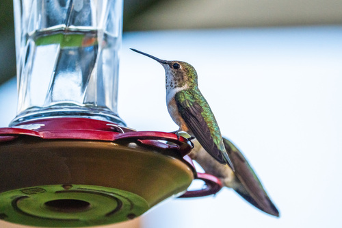 iNaturalist observation photo of Rufous, Allen's, and Allied Hummingbirds