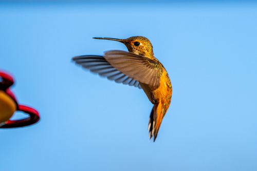 iNaturalist observation photo of Rufous, Allen's, and Allied Hummingbirds