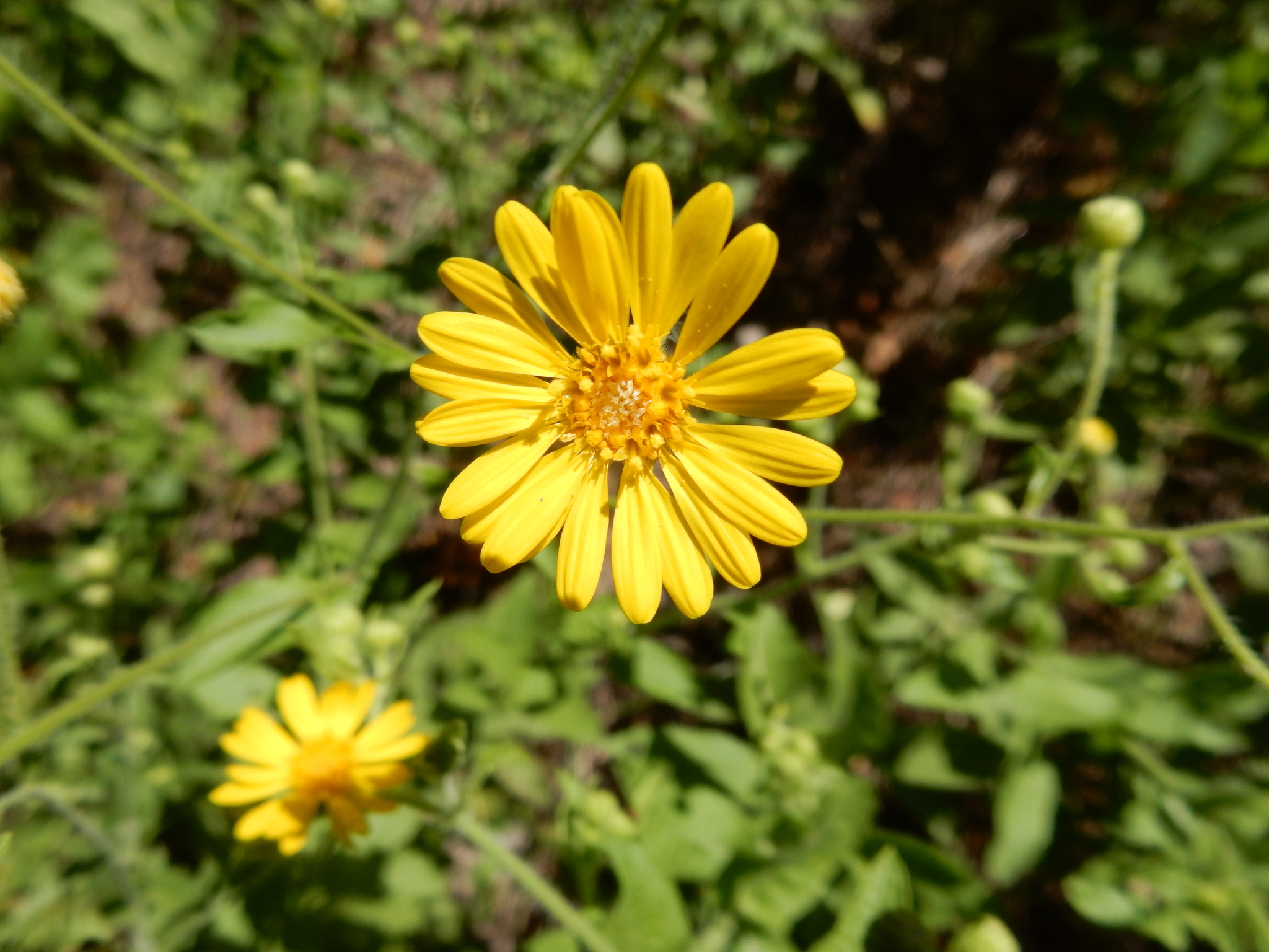 Heterotheca subaxillaris ssp. latifolia